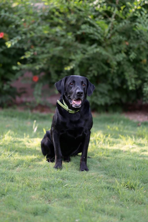 /images/uploads/albuquerque publishing company/abqjournalpetcontest2024/entries/29585thumb.jpg